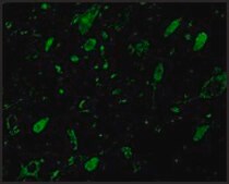 Anti-GBL antibody produced in rabbit affinity isolated antibody, buffered aqueous solution