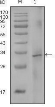 Monoclonal Anti-F8 antibody produced in mouse clone 5E9B2, ascites fluid