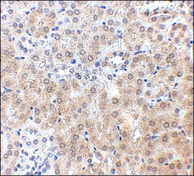 Anti-NPC1 antibody produced in rabbit affinity isolated antibody, buffered aqueous solution