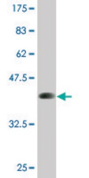 Monoclonal Anti-MYF6, (N-terminal) antibody produced in mouse clone 1H3, purified immunoglobulin, buffered aqueous solution