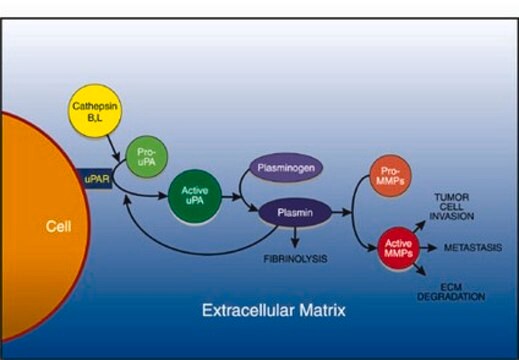 uPA Activity Assay Kit The uPA Activity Assay Kit provides a quick, efficient &amp; sensitive system for evaluation of uPA activity &amp; for screening of uPA inhibitors.