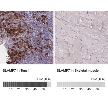 Anti-SLAMF7 antibody produced in rabbit Prestige Antibodies&#174; Powered by Atlas Antibodies, affinity isolated antibody, buffered aqueous glycerol solution