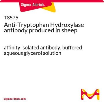 Anti-Tryptophan Hydroxylase antibody produced in sheep affinity isolated antibody, buffered aqueous glycerol solution