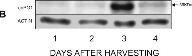 Anti-Actin (plant) antibody, Mouse monoclonal clone 10-B3 (MAbGPa), purified from hybridoma cell culture