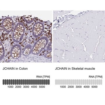 Anti-JCHAIN antibody produced in rabbit Prestige Antibodies&#174; Powered by Atlas Antibodies, affinity isolated antibody, buffered aqueous glycerol solution