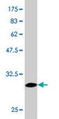 Monoclonal Anti-ADRA1A, (N-terminal) antibody produced in mouse clone 5G8, purified immunoglobulin, buffered aqueous solution