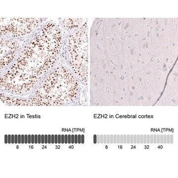 Monoclonal Anti-EZH2 antibody produced in mouse Prestige Antibodies&#174; Powered by Atlas Antibodies, clone CL11945, purified immunoglobulin, buffered aqueous glycerol solution