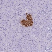 Anti-INS antibody produced in rabbit Prestige Antibodies&#174; Powered by Atlas Antibodies, affinity isolated antibody, buffered aqueous glycerol solution