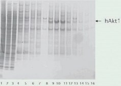 cOmplete&#8482;, Mini, EDTA-free Protease Inhibitor Cocktail Protease Inhibitor Cocktail Tablets provided in a glass vial, Tablets provided in a glass vial