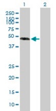 Anti-EFEMP1 antibody produced in mouse purified immunoglobulin, buffered aqueous solution