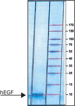 hEGF EGF, recombinant, expressed in E. coli, lyophilized powder, suitable for cell culture