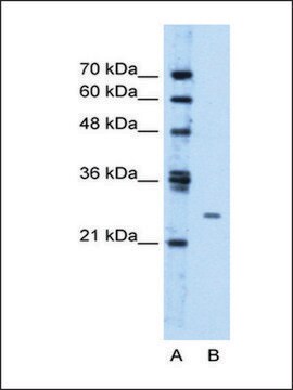 Anti-TMEM126B antibody produced in rabbit IgG fraction of antiserum
