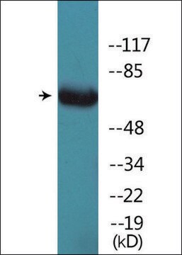 Anti-phospho-GRB2 (pSer159) antibody produced in rabbit affinity isolated antibody