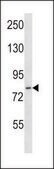 ANTI-HJURP (C-TERM) antibody produced in rabbit IgG fraction of antiserum, buffered aqueous solution