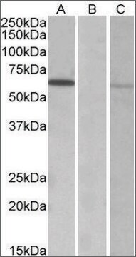 Anti-MKRN1 antibody produced in goat affinity isolated antibody, buffered aqueous solution