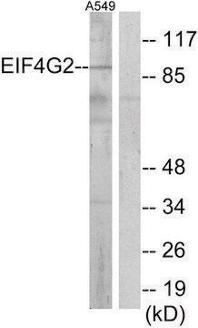 Anti-EIF4G2 antibody produced in rabbit affinity isolated antibody