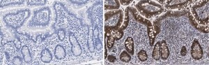 Anti-Caspase-1 (p20) Antibody, clone 2G4 , ZooMAb&#174; Rabbit Monoclonal recombinant, expressed in HEK 293 cells