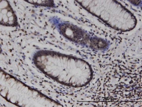 Monoclonal Anti-MLKL, (C-terminal) antibody produced in mouse clone 3B2, purified immunoglobulin, buffered aqueous solution