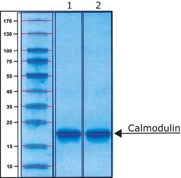 Calmodulin bovine recombinant, expressed in E. coli, lyophilized powder, &#8805;98% (SDS-PAGE)