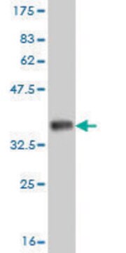 Monoclonal Anti-ADH6 antibody produced in mouse clone 4G4, purified immunoglobulin, buffered aqueous solution