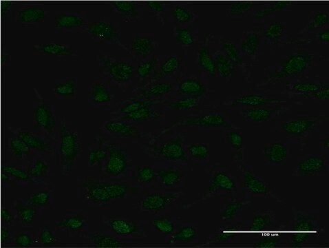 Monoclonal Anti-MYCBP, (C-terminal) antibody produced in mouse clone 1F10, purified immunoglobulin, buffered aqueous solution