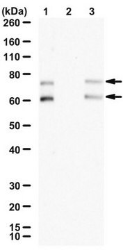 Anti-Phospho Lamin A/C (Ser22) from rabbit