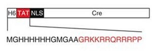 TAT-CRE Recombinase TAT-CRE Recombinase is a recombinant cell-permeant fusion cre-recombinase protein consisting of TAT sequence, a nuclear localization sequence (NLS) and it is known to catalyze the site specific recombination event between two loxP DNA sites.