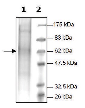 PrCP active human recombinant, expressed in FreeStyle&#8482; 293-F cells, &#8805;15% (SDS-PAGE)