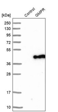 Anti-GMPR antibody produced in rabbit Prestige Antibodies&#174; Powered by Atlas Antibodies, affinity isolated antibody, buffered aqueous glycerol solution