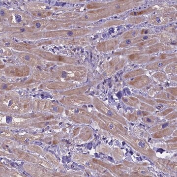 Anti-FRY antibody produced in rabbit Prestige Antibodies&#174; Powered by Atlas Antibodies, affinity isolated antibody, buffered aqueous glycerol solution