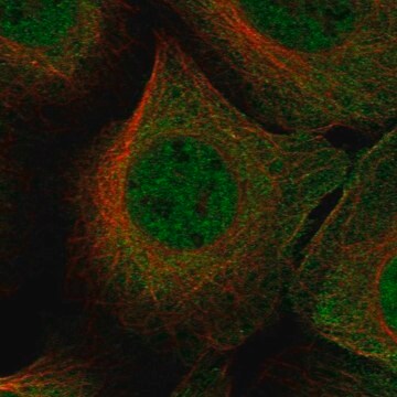 Anti-Snupn Antibody Produced In Rabbit Prestige Antibodies&#174; Powered by Atlas Antibodies, affinity isolated antibody, buffered aqueous glycerol solution