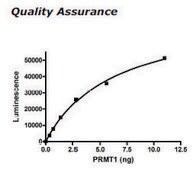 PRMT1 human recombinant, expressed in E. coli, &#8805;50% (SDS-PAGE)
