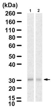 Anti-ZFAND1 Antibody, clone 4K16 ZooMAb&#174; Rabbit Monoclonal recombinant, expressed in HEK 293 cells