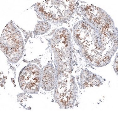 Anti-KNSTRN antibody produced in rabbit Prestige Antibodies&#174; Powered by Atlas Antibodies, affinity isolated antibody, buffered aqueous glycerol solution