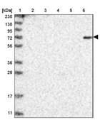 Anti-DTL antibody produced in rabbit Prestige Antibodies&#174; Powered by Atlas Antibodies, affinity isolated antibody, buffered aqueous glycerol solution