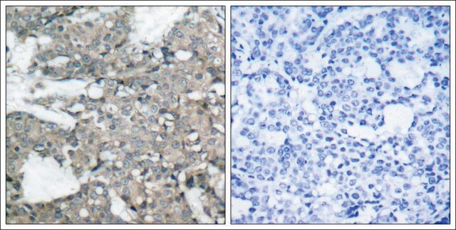 Anti-MAP2K1 (Ab-221) antibody produced in rabbit affinity isolated antibody
