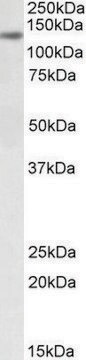 Anti-DIAPH1 antibody produced in goat affinity isolated antibody, buffered aqueous solution