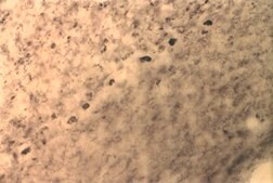 Anti-Potassium Channel Kv1.1 Antibody Chemicon&#174;, from rabbit