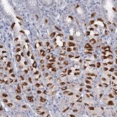 Anti-ATP4A antibody produced in rabbit Prestige Antibodies&#174; Powered by Atlas Antibodies, affinity isolated antibody, buffered aqueous glycerol solution