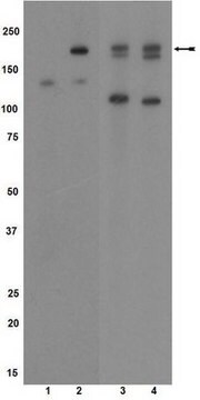 Anti-phospho-VEGFR2/Flk-1/KDR (Tyr1054) Antibody Upstate&#174;, from rabbit