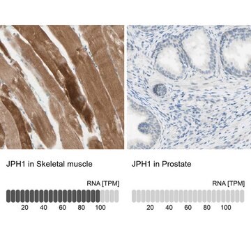 Anti-JPH1 antibody produced in rabbit Prestige Antibodies&#174; Powered by Atlas Antibodies, affinity isolated antibody, buffered aqueous glycerol solution