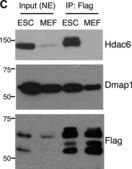 Anti-HDAC6 Antibody, CT Upstate&#174;, from rabbit