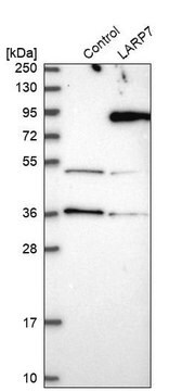 Anti-LARP7 antibody produced in rabbit Prestige Antibodies&#174; Powered by Atlas Antibodies, affinity isolated antibody, buffered aqueous glycerol solution, ab2