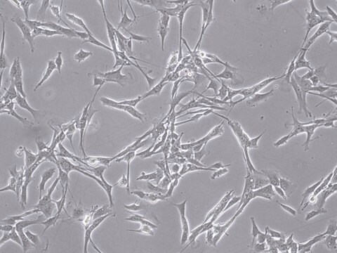 YUMM2.1 Mouse Melanoma Cell Line