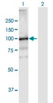 Anti-VPS39 antibody produced in mouse purified immunoglobulin, buffered aqueous solution