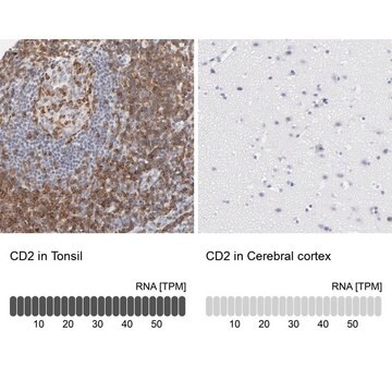 Anti-CD2 antibody produced in rabbit Prestige Antibodies&#174; Powered by Atlas Antibodies, affinity isolated antibody, buffered aqueous glycerol solution