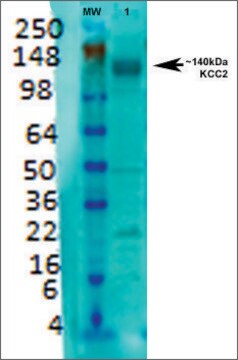 Monoclonal Anti-Kcc2 - Fitc antibody produced in mouse clone S1-12, purified immunoglobulin