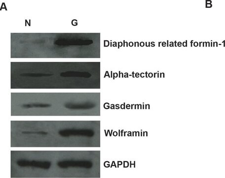 Anti-DIAPH1 antibody produced in rabbit Prestige Antibodies&#174; Powered by Atlas Antibodies, affinity isolated antibody, buffered aqueous glycerol solution