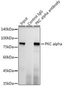 Anti-PKC alpha Antibody, clone 1G10S8, Rabbit Monoclonal