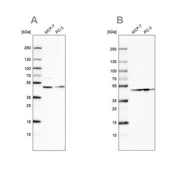 Anti-NELFE antibody produced in rabbit Prestige Antibodies&#174; Powered by Atlas Antibodies, affinity isolated antibody